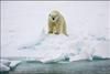 polar bear