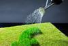 economic growth, grass, watering can