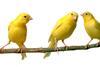 Canaries