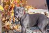 XL Bully puppy