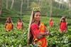 tea india