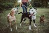 dog walker