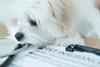 pet insurance fluffy dog
