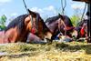 horses bloodstock