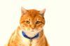 fat, ginger cat with bell round its neck