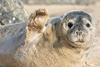 High Five seal