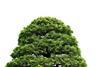 Green tree