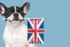 dog uk
