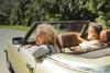 classic car RIPE