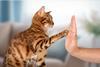 highfive (2)