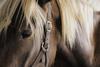 equine