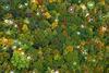 ESG practices, treetop illustration