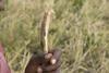 African tribesman holding a stick and a dollar bill