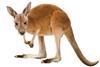 Australia kangaroo Skippy