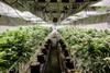 cannabis farm