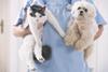 cat dog vet fluffy