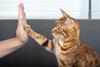 High five, cat