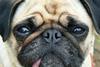 Pug dog