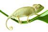 Chameleon adapt change lizard