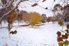 snowy park