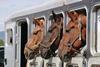 Horses in trailer