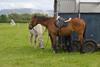 horses and horsebox