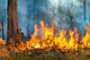 wildfire