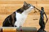 pet legislation