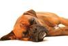 dog alseep