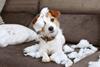 pet damage dog