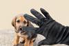 puppy stolen hand thief