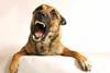 dog growling