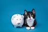 pet insurance prices