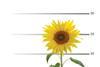sunflower pension fund scheme trustee magazine investment training