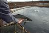 Aquatic farming