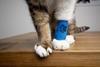 cat with bandage