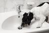 dog tap flood
