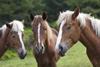 Horses