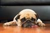 Pet insurance prices