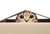 cat box