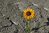 Resilience