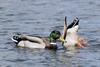 ducks