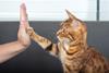 highfive (21)
