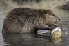 beaver
