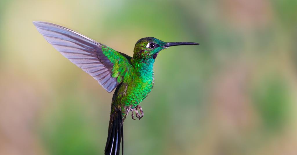 hummingbird dm viewer