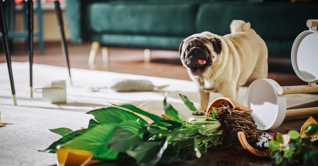 Commercial Express introduces new pet damage cover
