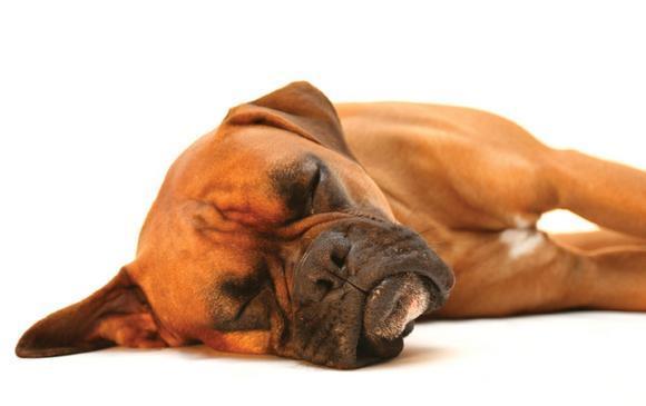 Capita wins Sainsbury�s pet insurance contract Online