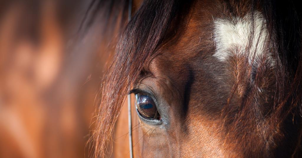 Horse owners need to feel ‘value’ of insurance as prices hike