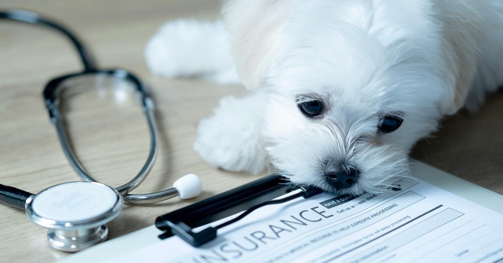 Pet insurance premium falls ease in Q2 26 as June sees 2.8% price rise