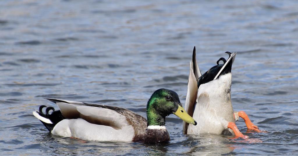 Duck Banck Opinion: Are brokers ducking ‘responsibility’ to tackle insurance fraud ...